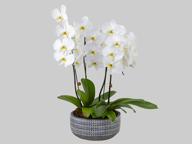 8 Piante di Phalaenopsis Vaso 12cm - Agricola Mondo Piante