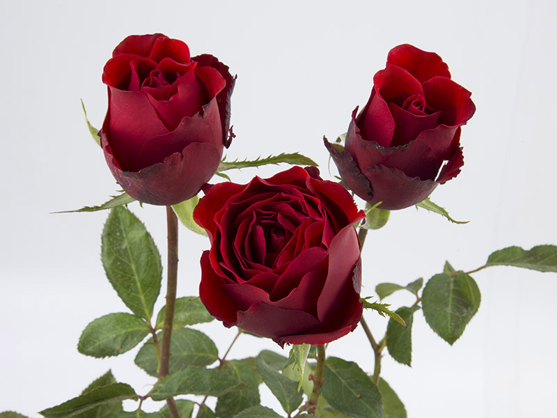 ROSA VEGA 070 CM ESTUFA - Veiling Holambra | Flores e Plantas Ornamentais