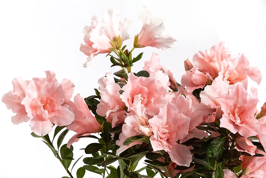 Rhododendron simsii - Veiling Holambra | Flores e Plantas Ornamentais