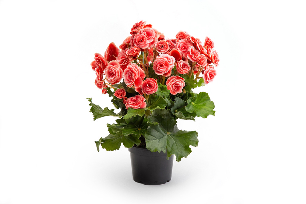Begonia elatior - Veiling Holambra | Flores e Plantas Ornamentais