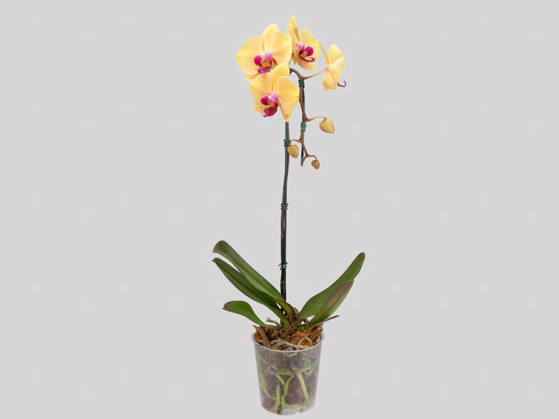 phalaenopsis-cascata-658289f7a9d75.jpeg