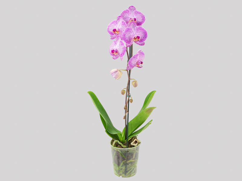 phalaenopsis-cascata-658289f9e6c5e.jpeg