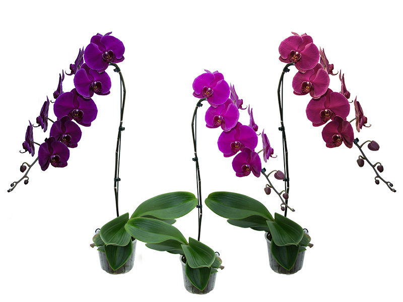 phalaenopsis-cascata-6582948640fc2.jpeg
