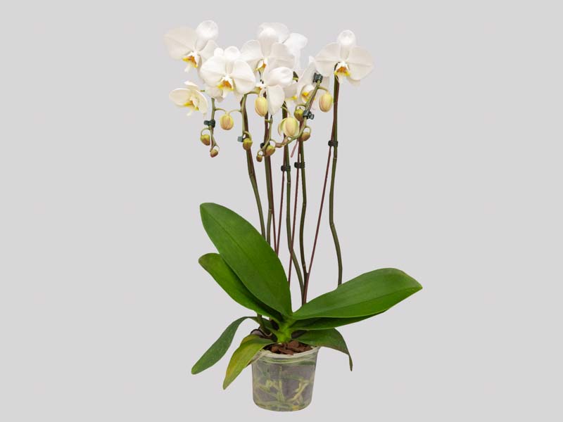 phalaenopsis-cascata-6582948c7a6e7.jpeg