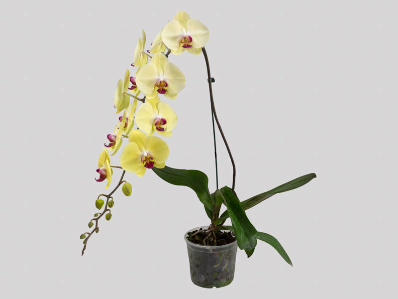 phalaenopsis-cascata-658294a4447e5.jpeg