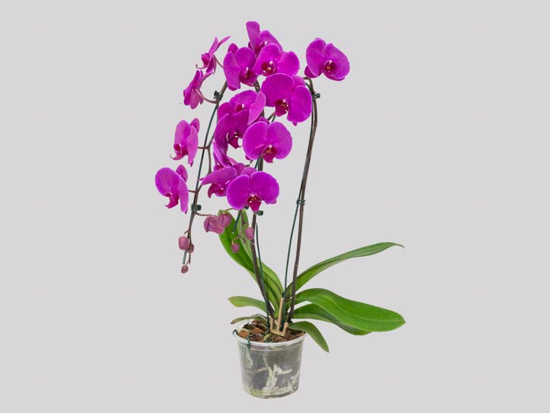 phalaenopsis-cascata-65829801f4022.jpeg