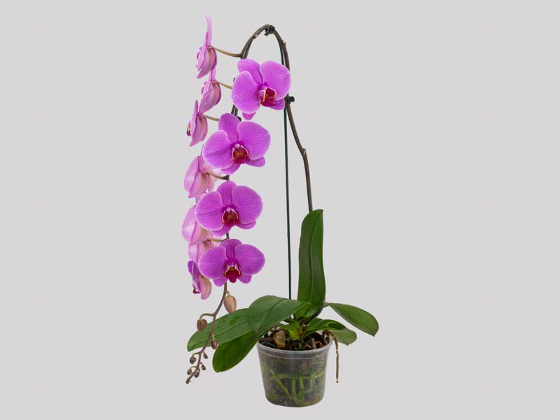 phalaenopsis-cascata-65829b87618be.jpeg