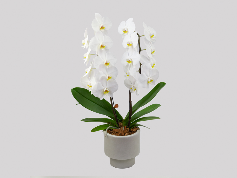 phalaenopsis-dc-657e0561bff01.jpeg
