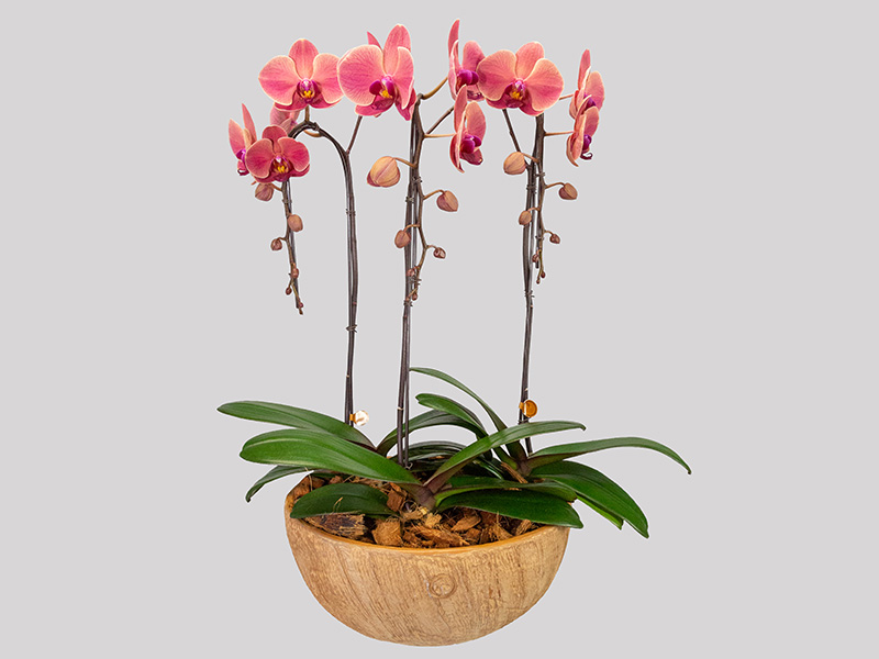 phalaenopsis-dc-657e44bee87e4.jpeg