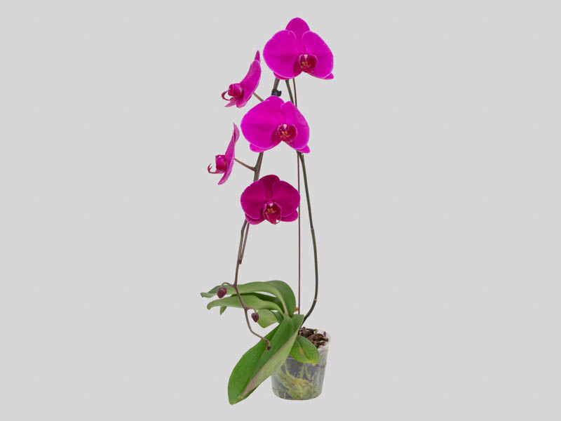 phalaenopsis-especial-65829b91707e3.jpeg