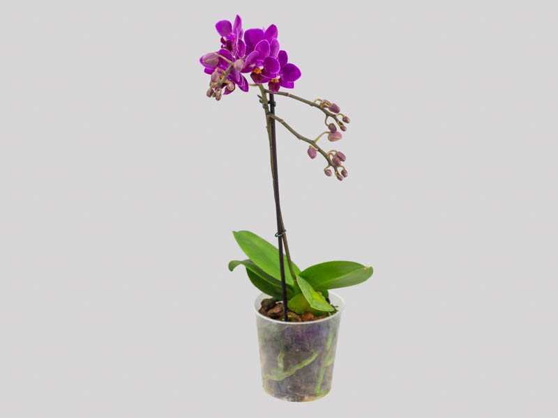 phalaenopsis-especial-65829b94cefe0.jpeg