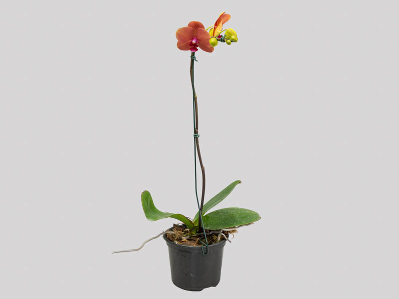 phalaenopsis-especial-6582a28fb1629.jpeg