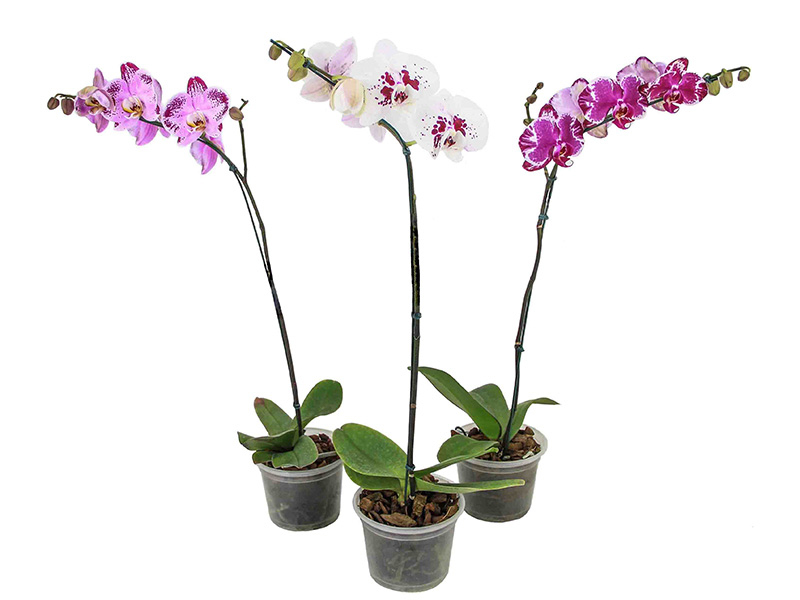 phalaenopsis-especial-6582a29d47a83.jpeg