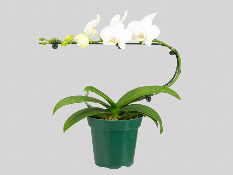 phalaenopsis-midi-6582a622d0b94.jpeg