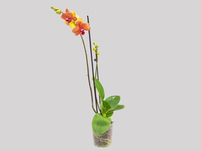 phalaenopsis-midi-6582a6281ac71.jpeg