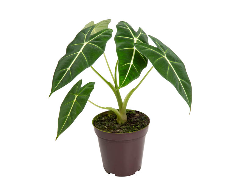 ALOCASIA FRYDEK P12 - Veiling Holambra | Flores e Plantas Ornamentais