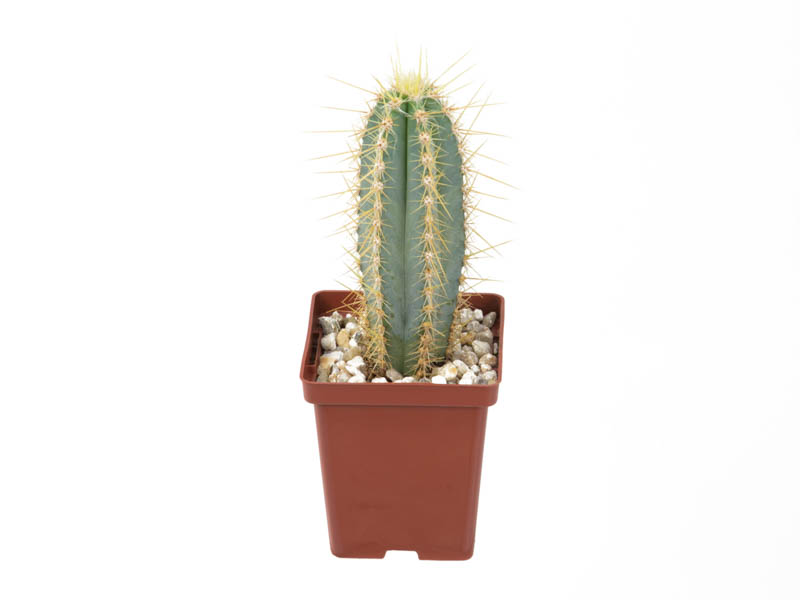 Cactus✩ Cactus Affinity - JS47