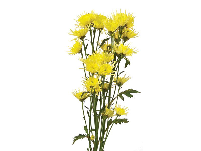CRISANTEMO SANTINI YELLOW VESUVIO 080 CM - Veiling Holambra