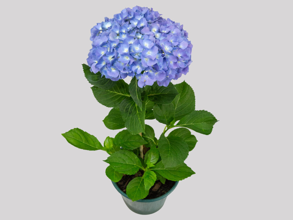 hortensia-683e6d71e5582.jpeg