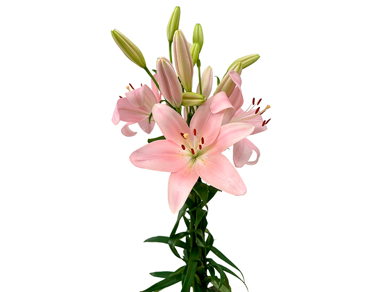 Arquivo de Interno - Página 86 de 451 - Veiling Holambra | Flores