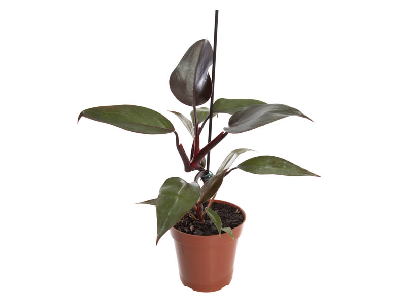 PHILODENDRON NEW RED P12 - Veiling Holambra | Flores e Plantas