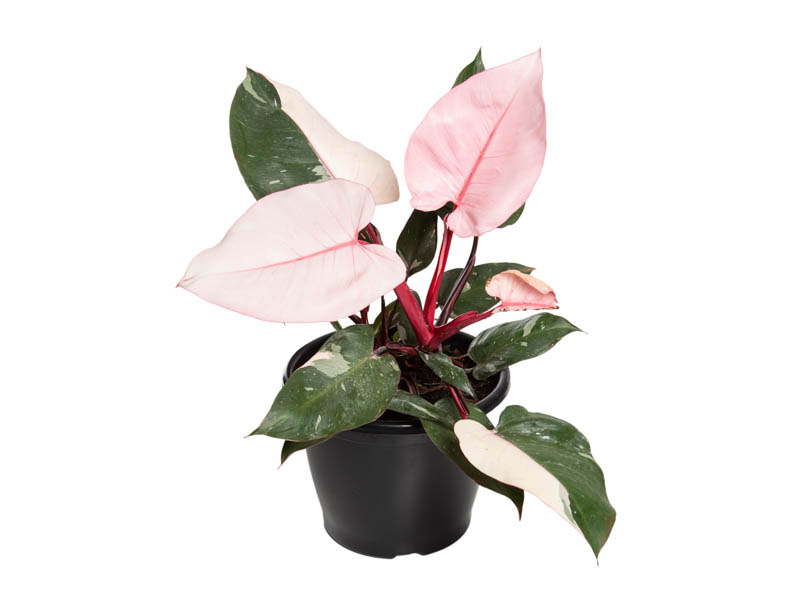 PHILODENDRON PINK PRINCESS P24 - Veiling Holambra | Flores e