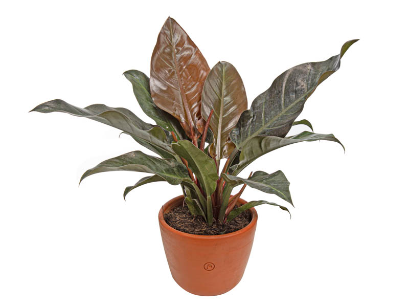 PHILODENDRON AUTUMN VB P23 - Veiling Holambra | Flores e Plantas Ornamentais