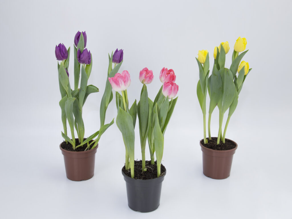 tulipa-va-683e956c3bd9b.jpg