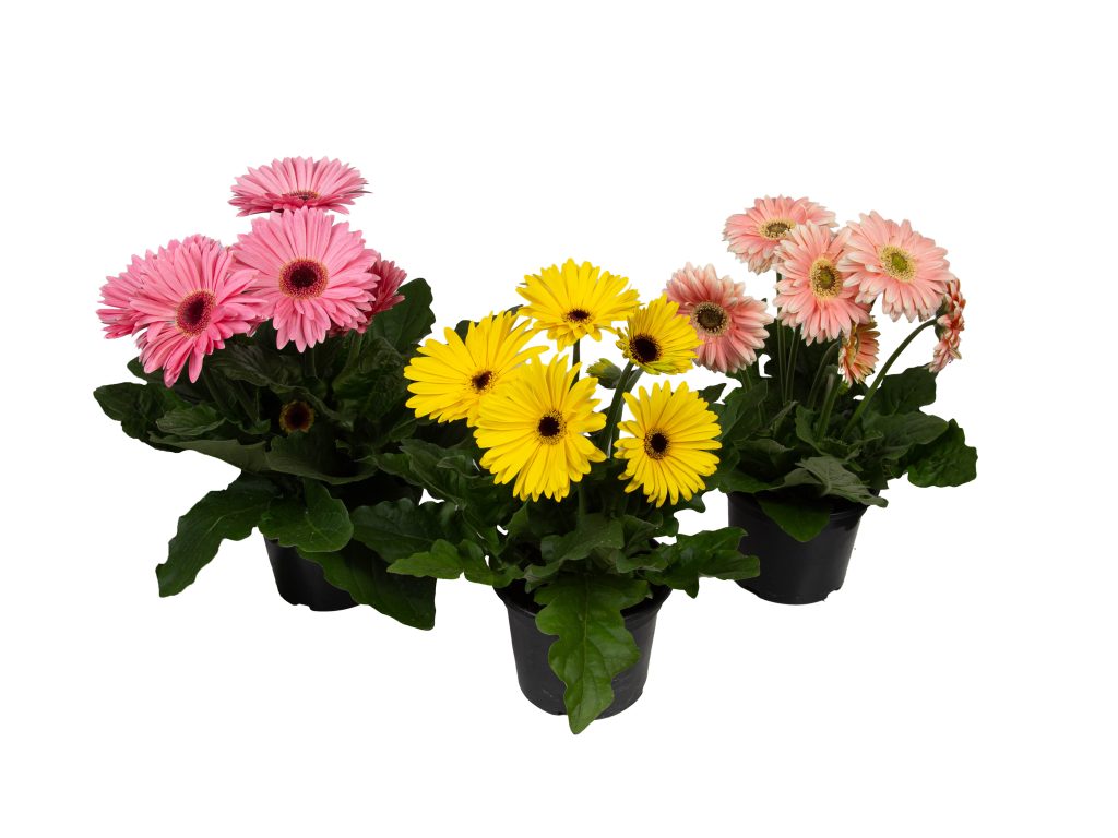 gerbera-689209b5d9109.jpeg