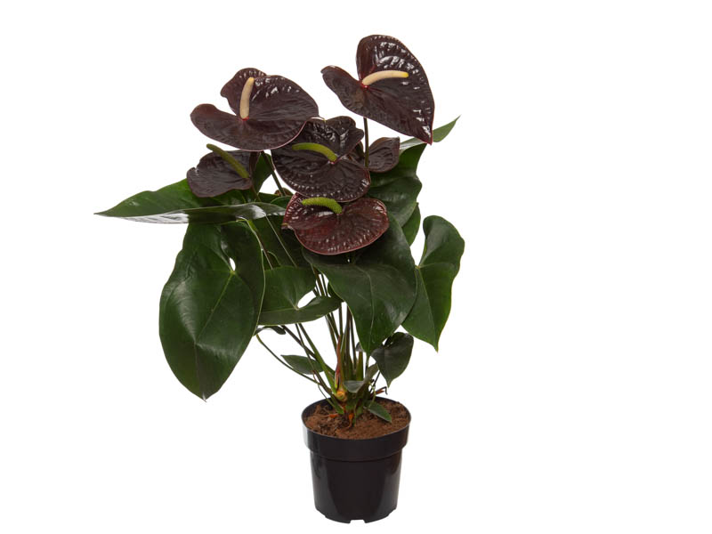 ANTHURIUM SEMPRE P17 PREMIUM - Veiling Holambra | Flores e Plantas