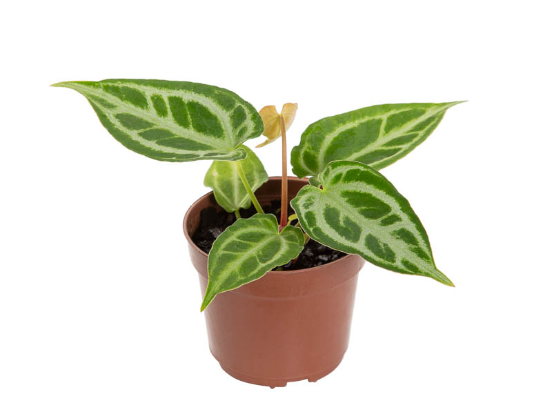 Anthurium ‘Crystal Hope’ クリスタルホープ 美株 レア Anthurium 'Crystal Hope' - Planta Exótica Elegante para Decoração