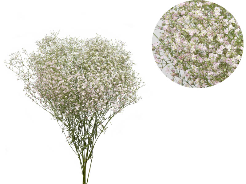 GYPSOPHILA PINK PEARLS 070 CM MIN 250 GRAMAS - Veiling Holambra
