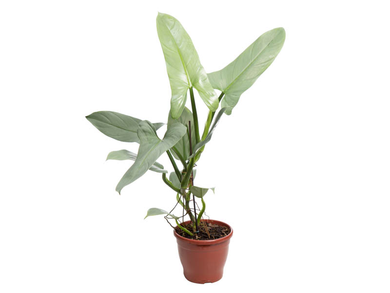 PHILODENDRON GREY P15 - Veiling Holambra | Flores e Plantas Ornamentais